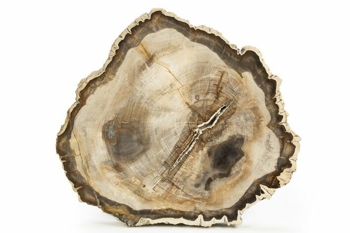 Beautiful Petrified Wood (Araucaria) Round - Madagascar #318405